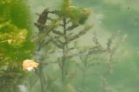 Potamogeton crispus