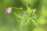 Geranium columbinum