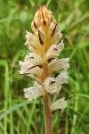 Orobanche picridis-hieracioidis