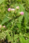 Carduus tenuiflorus