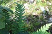 Polypodium