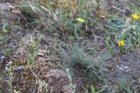 Corynephorus canescens