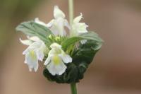 Galeopsis segetum