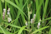 Sparganium erectum