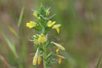Bellardia viscosa