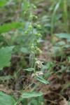 Epipactis helleborine