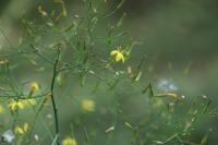 Lactuca muralis