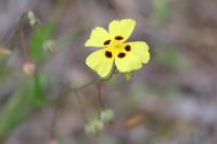 Tuberaria guttata
