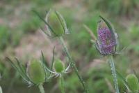 Dipsacus fullonum