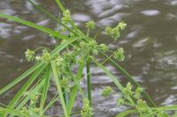 Cyperus eragrostis