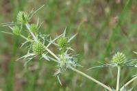 Eryngium campestre
