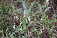 Sesamoides purpurascens