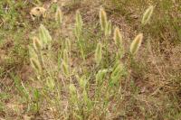 Polypogon monspeliensis