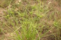 Cyperus eragrostis