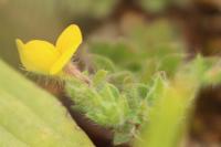 Lotus angustissimus