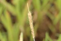 Alopecurus geniculatus