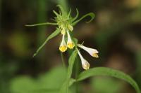 Melampyrum pratense