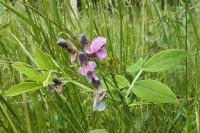 Lathyrus linifolius