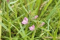 Misopates orontium