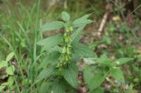 Melittis melissophyllum