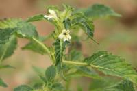 Galeopsis tetrahit