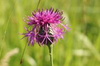 Centaurea scabiosa