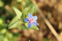 Lysimachia foemina