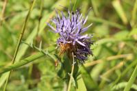 Carthamus mitissimus