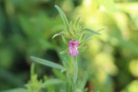 Misopates orontium