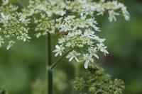 Heracleum sphondylium