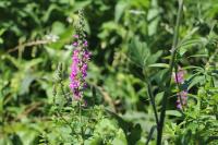 Lythrum salicaria