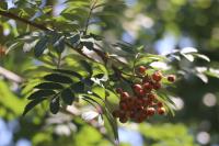Sorbus aucuparia