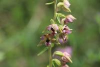 Epipactis helleborine