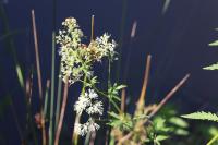 Thalictrum flavum