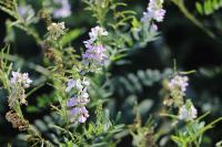 Galega officinalis