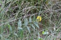 Lysimachia vulgaris