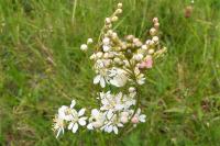 Filipendula vulgaris