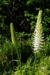 Phyteuma spicatum