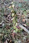 Epipactis helleborine