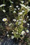 Aster