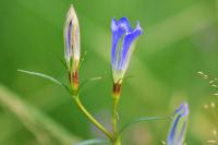 Gentiana pneumonanthe