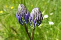Phyteuma spicatum