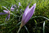 Colchicum autumnale