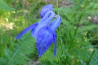 Aquilegia vulgaris
