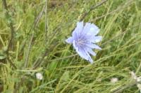 Cichorium intybus