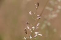 Arrhenatherum elatius