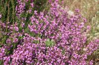 Erica cinerea
