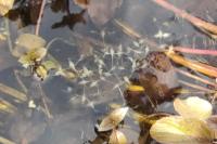 Lemna trisulca
