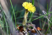 Tussilago farfara