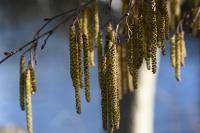 Alnus glutinosa